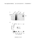 METHODS AND ASSAYS FOR TREATING FILOVIRIDAE INFECTIONS diagram and image