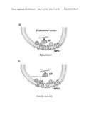 METHODS AND ASSAYS FOR TREATING FILOVIRIDAE INFECTIONS diagram and image