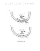 METHODS AND ASSAYS FOR TREATING FILOVIRIDAE INFECTIONS diagram and image