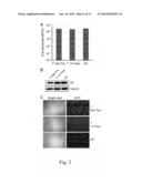 INHIBITORS OF MTOR KINASE AS ANTI-VIRAL AGENTS diagram and image