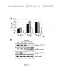 INHIBITORS OF MTOR KINASE AS ANTI-VIRAL AGENTS diagram and image