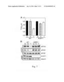 INHIBITORS OF MTOR KINASE AS ANTI-VIRAL AGENTS diagram and image