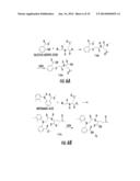 PROTECTION OF NORMAL CELLS diagram and image