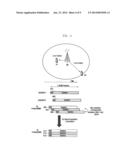 METHOD AND DEVICE FOR TRANSMITTING RANDOM ACCESS AND OTHER UPLINK CHANNELS     OF OTHER CELL IN MOBILE COMMUNICATION CELL IN MOBILE COMMUNICATION diagram and image