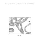 BIOLOGICAL UNIT SEGMENTATION WITH RANKING BASED ON SIMILARITY APPLYING A     GEOMETRIC SHAPE AND SCALE MODEL diagram and image