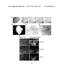 DECELLULARIZED LIVER TRANSPLANTATION COMPOSITION AND METHODS diagram and image