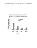 DECELLULARIZED LIVER TRANSPLANTATION COMPOSITION AND METHODS diagram and image