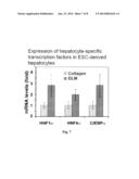 DECELLULARIZED LIVER TRANSPLANTATION COMPOSITION AND METHODS diagram and image