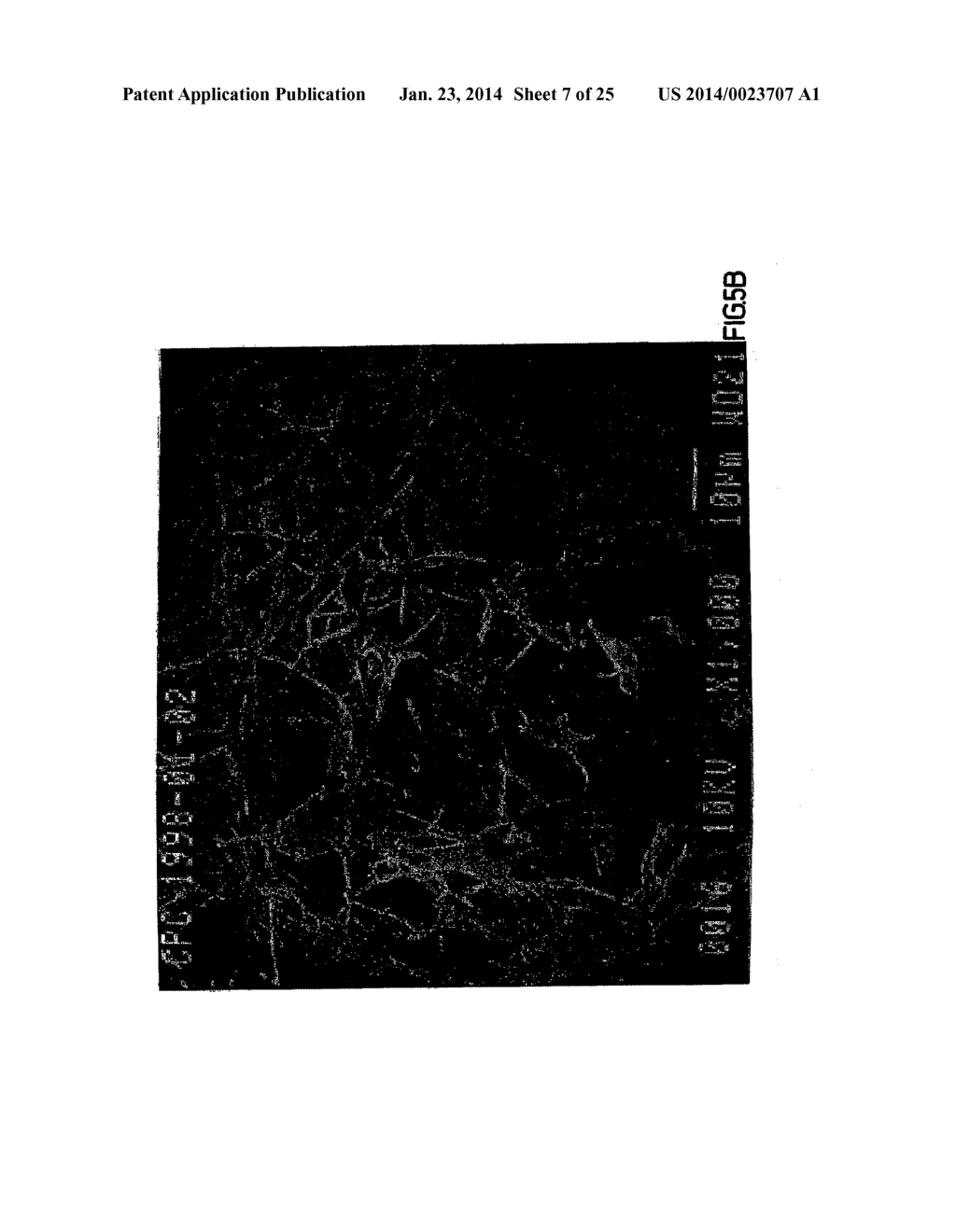 Co-Processed Carbohydrate System as a Quick-Dissolve Matrix for Solid     Dosage Forms - diagram, schematic, and image 08