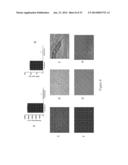 Decellularized Extracellular Matrix diagram and image