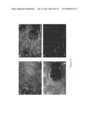 Decellularized Extracellular Matrix diagram and image