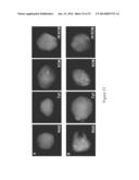 Decellularized Extracellular Matrix diagram and image