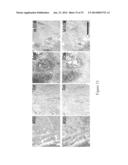 Decellularized Extracellular Matrix diagram and image