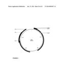 IDENTIFICATION OF A NOVEL HUMAN POLYOMAVIRUS (IPPyV) AND APPLICATIONS diagram and image