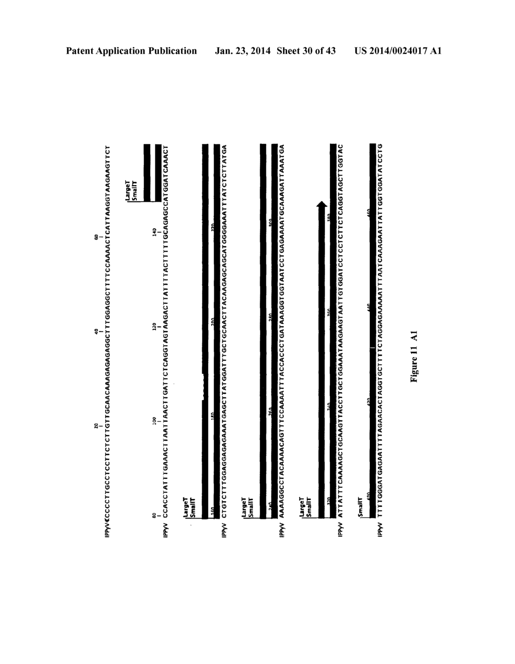 IDENTIFICATION OF A NOVEL HUMAN POLYOMAVIRUS (IPPyV) AND APPLICATIONS - diagram, schematic, and image 31