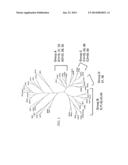 COMPOSITIONS, REACTION MIXTURES AND METHODS FOR DETECTING NUCLEIC ACIDS     FROM MULTIPLE TYPES OF HUMAN PAPILLOMAVIRUS. diagram and image