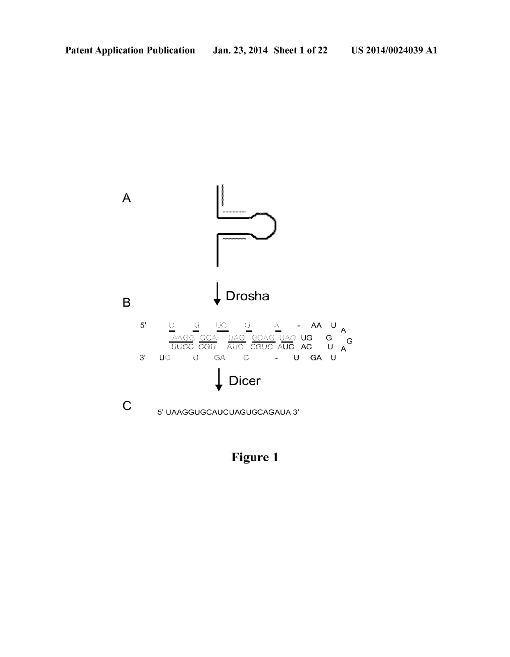 METHODS FOR QUANTIFYING MICRORNA PRECURSORS - diagram, schematic, and image 02