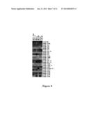 METHODS FOR QUANTIFYING MICRORNA PRECURSORS diagram and image