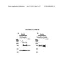 BIOMARKERS FOR DETECTION AND DIAGNOSIS OF HEAD AND NECK SQUAMOUS CELL     CARCINOMA diagram and image