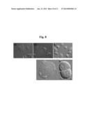 CELL CYCLE MEASURING METHOD BASED ON AN ELECTROCHEMICAL METHOD diagram and image