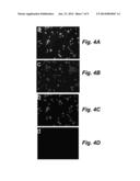 COATED QUANTUM DOTS AND METHODS OF MAKING AND USING THEREOF diagram and image