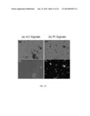 YEAST CONCENTRATION AND VIABILITY MEASUREMENT diagram and image