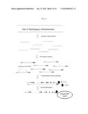 METHODS AND SYSTEMS FOR DETERMINING HAPLOTYPES AND PHASING OF HAPLOTYPES diagram and image