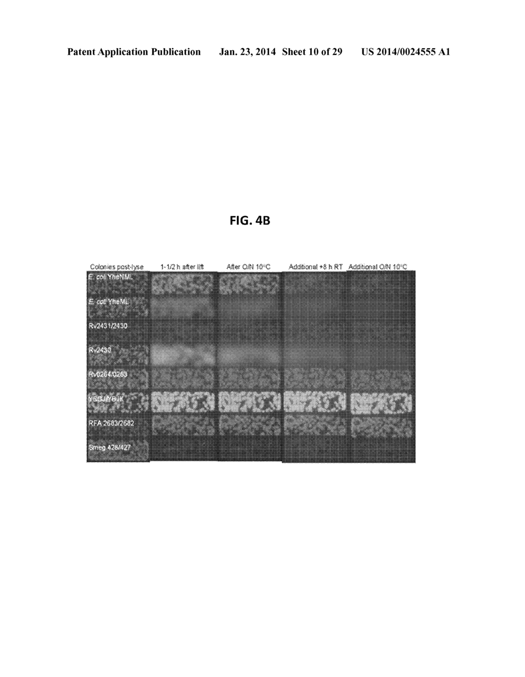 METHOD OF IDENTIFYING SOLUBLE PROTEINS AND SOLUBLE PROTEIN COMPLEXES - diagram, schematic, and image 11