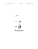 HEPTOSE DERIVATIVES FOR USE IN THE TREATMENT OF BACTERIAL INFECTIONS diagram and image