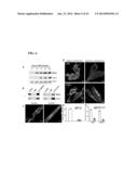 COMPOSITIONS AND METHODS FOR THE TREATMENT AND PREVENTION OF CARDIAC     ISCHEMIC INJURY diagram and image