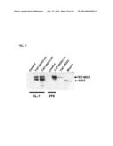 COMPOSITIONS AND METHODS FOR THE TREATMENT AND PREVENTION OF CARDIAC     ISCHEMIC INJURY diagram and image