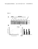 COMPOSITIONS AND METHODS FOR THE TREATMENT AND PREVENTION OF CARDIAC     ISCHEMIC INJURY diagram and image