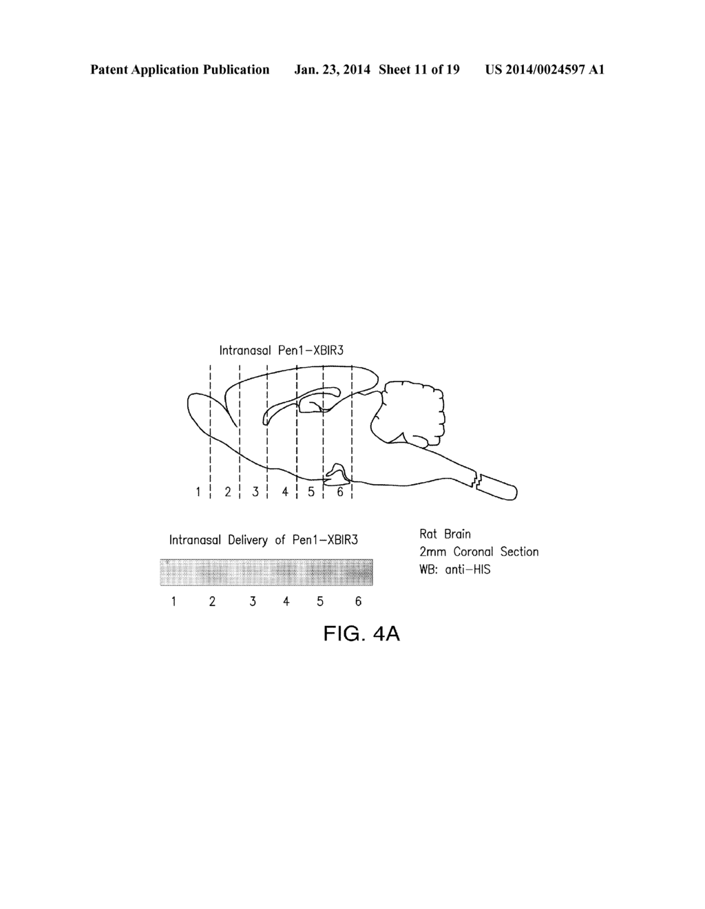 INTRANASAL DELIVERY OF CELL PERMEANT THERAPEUTICS - diagram, schematic, and image 12