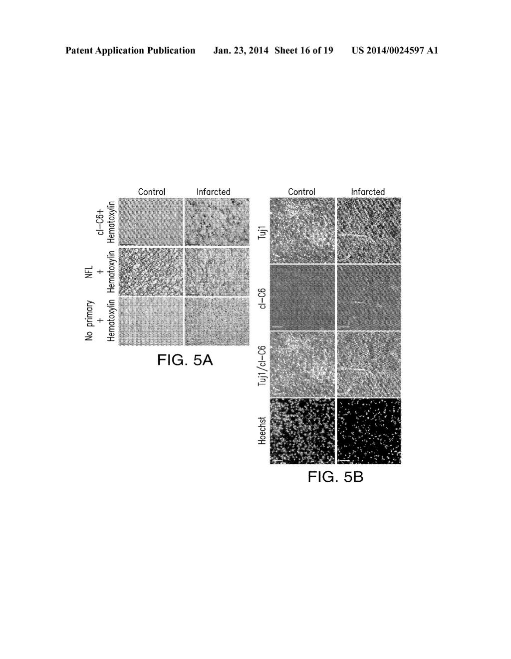 INTRANASAL DELIVERY OF CELL PERMEANT THERAPEUTICS - diagram, schematic, and image 17