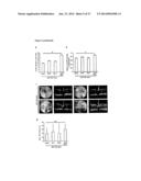 METHODS AND COMPOSITIONS FOR PRESERVING RETINAL GANGLION CELLS diagram and image