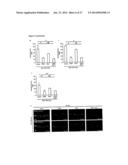 METHODS AND COMPOSITIONS FOR PRESERVING RETINAL GANGLION CELLS diagram and image