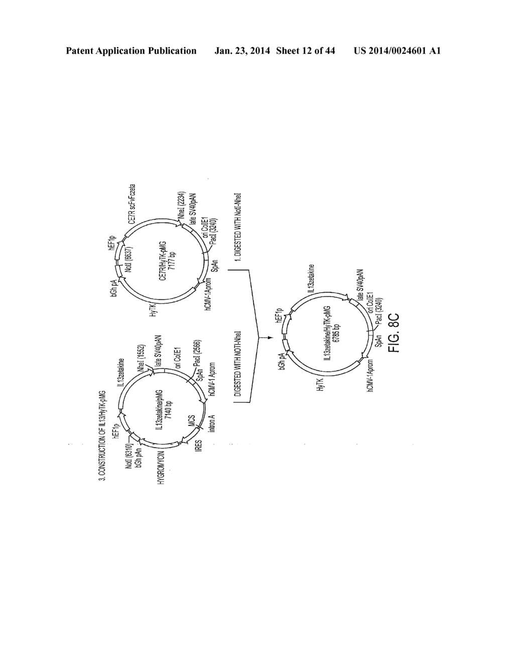 CHIMERIC IMMUNORECEPTOR USEFUL IN TREATING HUMAN CANCERS - diagram, schematic, and image 13