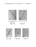 PEPTIDE NANOSTRUCTURES AND METHODS OF GENERATING AND USING THE SAME diagram and image