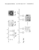 PEPTIDE NANOSTRUCTURES AND METHODS OF GENERATING AND USING THE SAME diagram and image