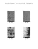 PEPTIDE NANOSTRUCTURES AND METHODS OF GENERATING AND USING THE SAME diagram and image