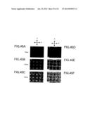 LIQUID CRYSTAL DISPLAY diagram and image