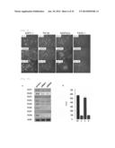 COMBINED PHARMACEUTICAL PREPARATION diagram and image