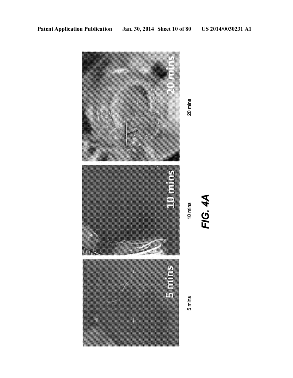 METHODS AND COMPOSITIONS FOR PRESERVING TISSUES AND ORGANS - diagram, schematic, and image 11