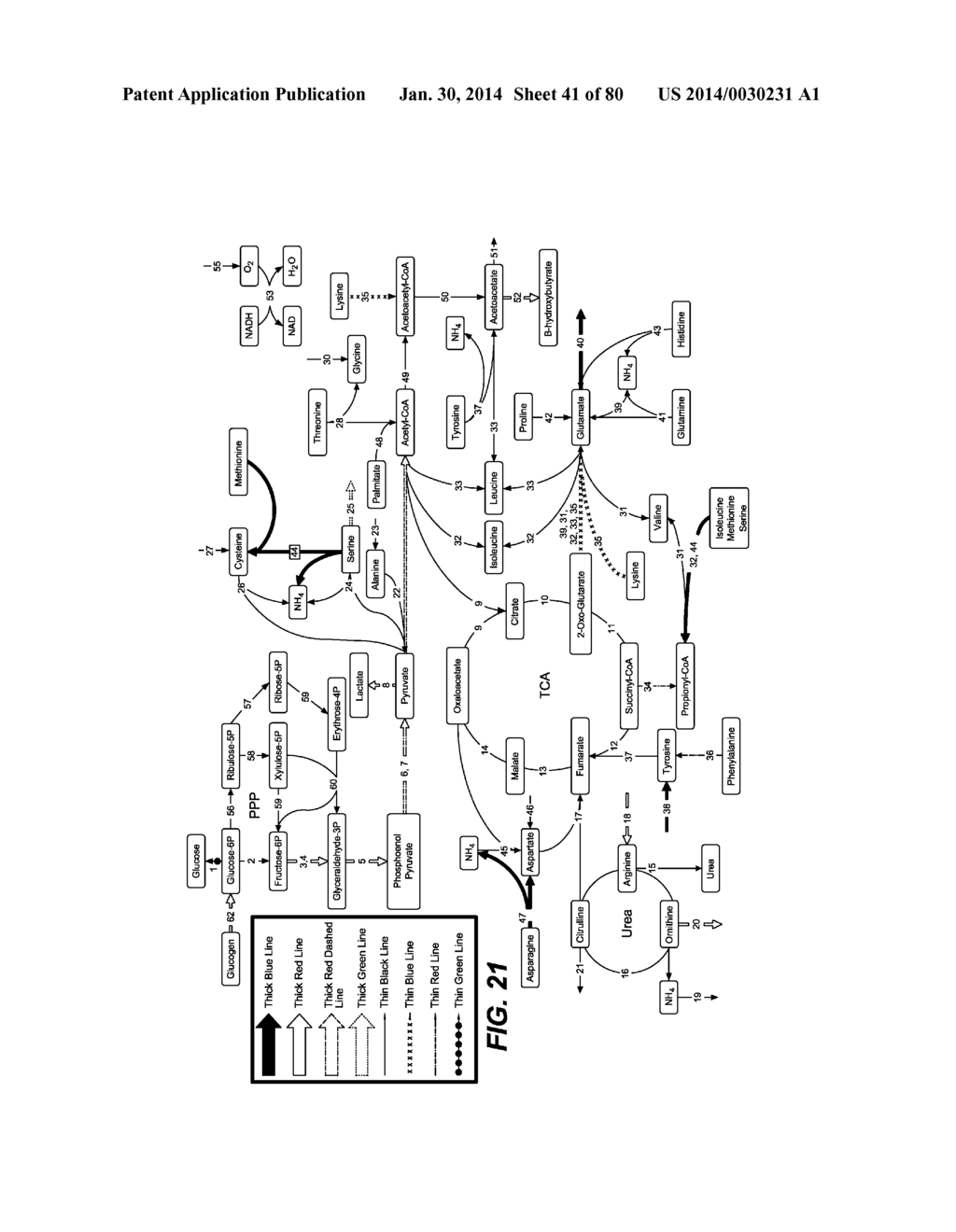 METHODS AND COMPOSITIONS FOR PRESERVING TISSUES AND ORGANS - diagram, schematic, and image 42