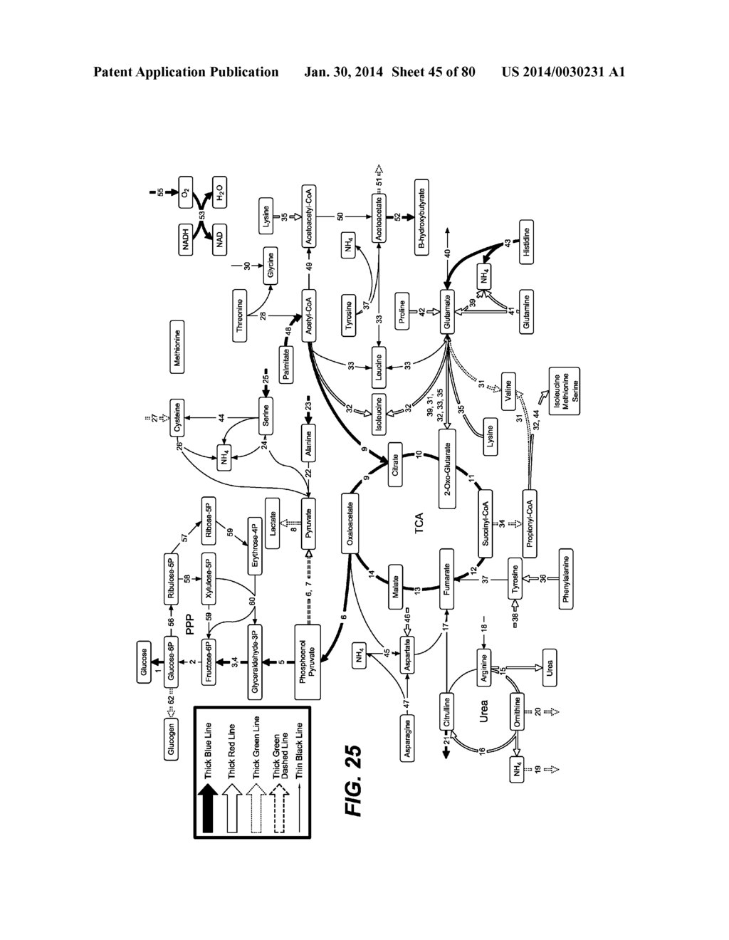 METHODS AND COMPOSITIONS FOR PRESERVING TISSUES AND ORGANS - diagram, schematic, and image 46