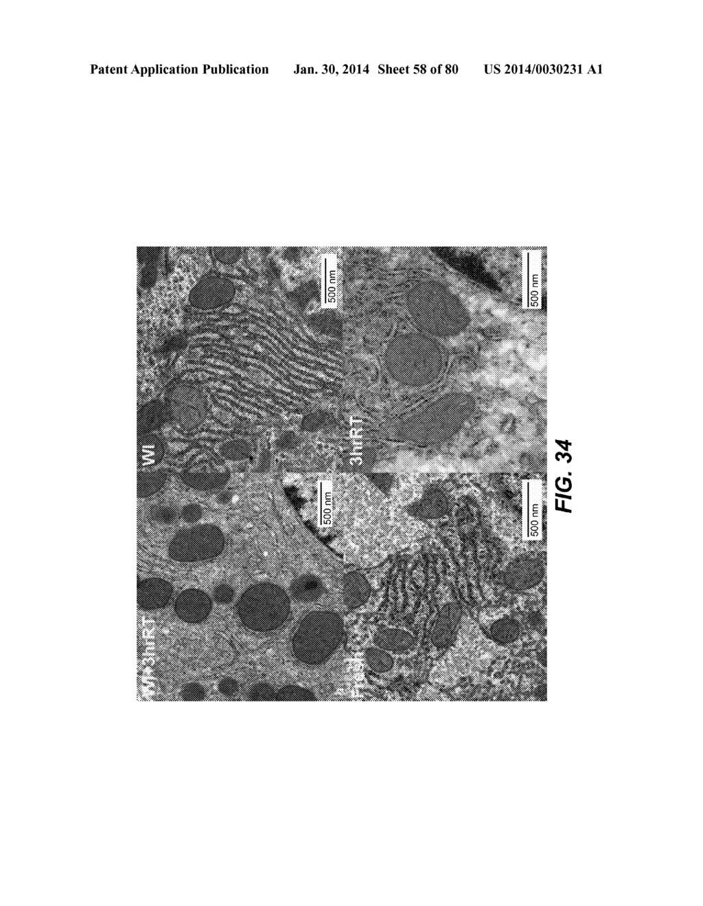 METHODS AND COMPOSITIONS FOR PRESERVING TISSUES AND ORGANS - diagram, schematic, and image 59