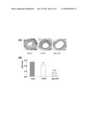 HIGHLY FUNCTIONALIZED STEM CELL/PROGENITOR CELL BY APE1 GENE TRANSFECTION diagram and image