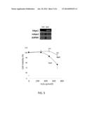 HIGHLY FUNCTIONALIZED STEM CELL/PROGENITOR CELL BY APE1 GENE TRANSFECTION diagram and image