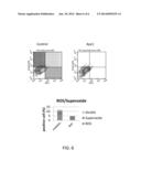 HIGHLY FUNCTIONALIZED STEM CELL/PROGENITOR CELL BY APE1 GENE TRANSFECTION diagram and image