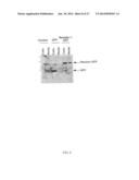 COMPOSITIONS, METHODS AND KITS RELATING TO RESISTIN diagram and image